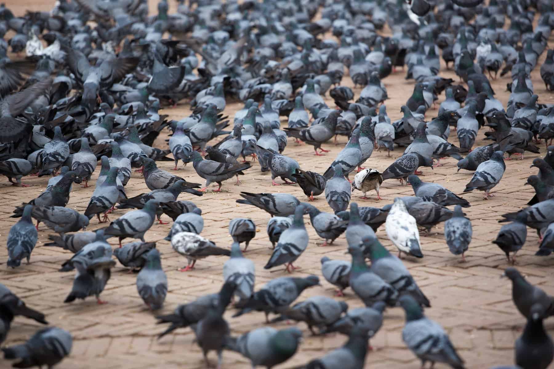 A flock of pigeons in the street