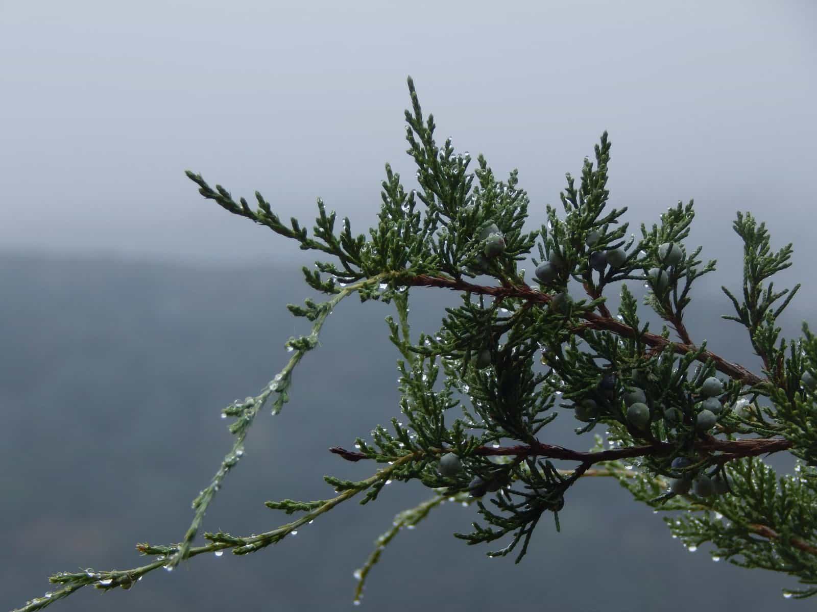 dewy green cypress branch