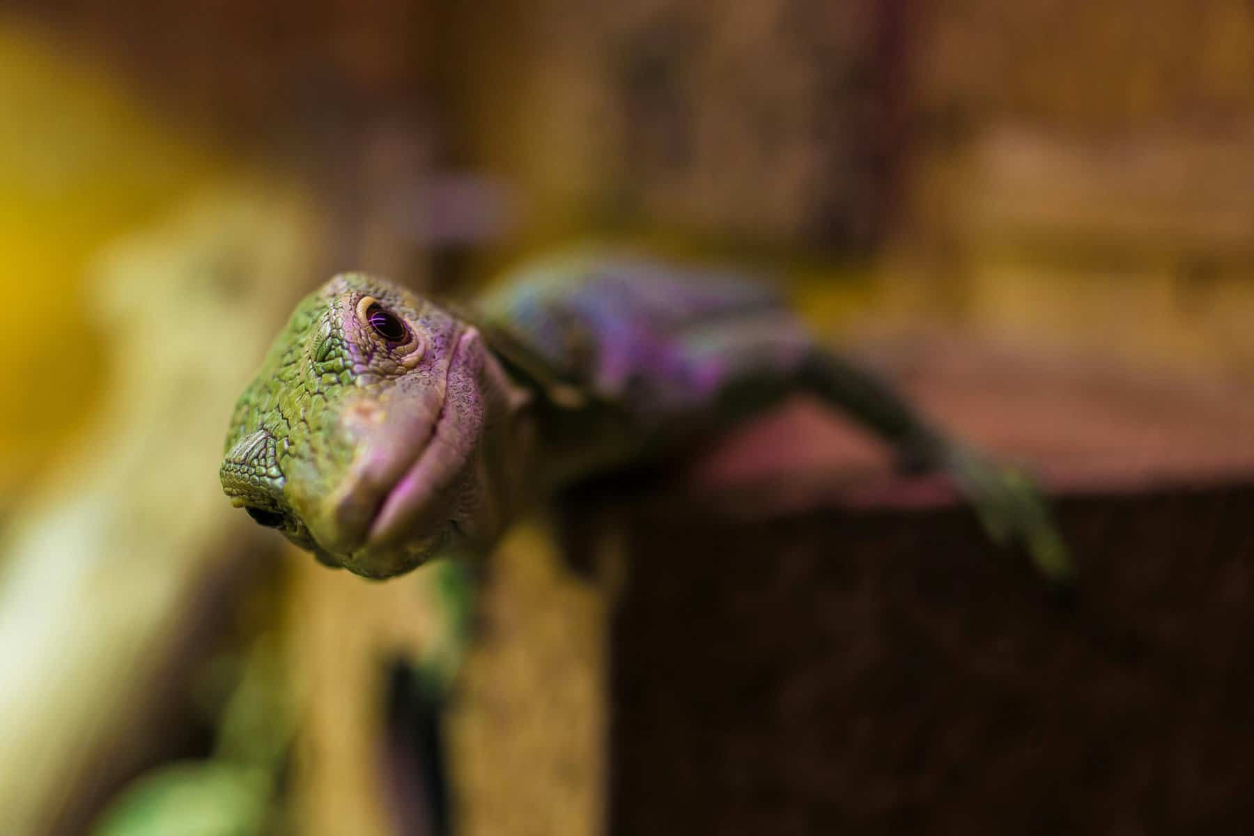 close up chameleon turning head looking into camera