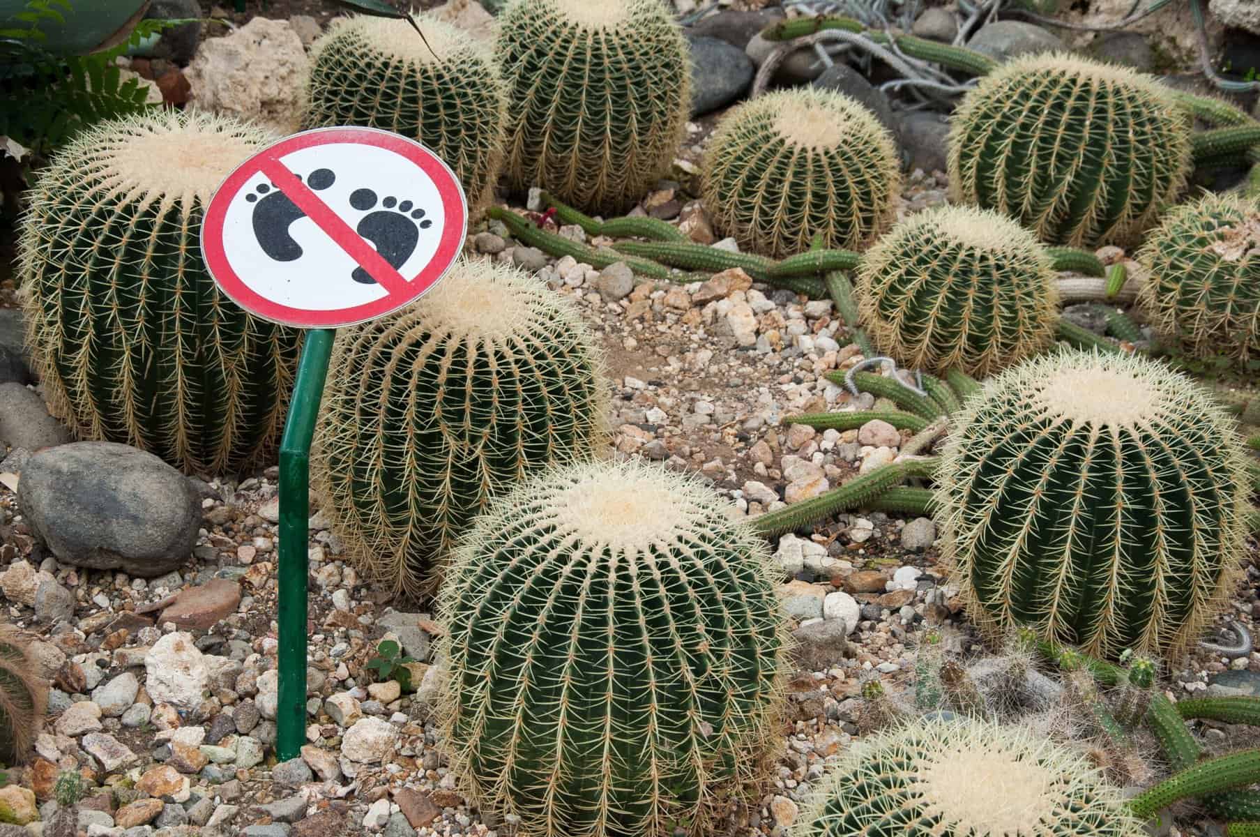 barrel cactus with no bare feet warning sign is a telltale sign to not get stuck without sales training