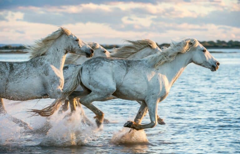 three white horses running in the ocean