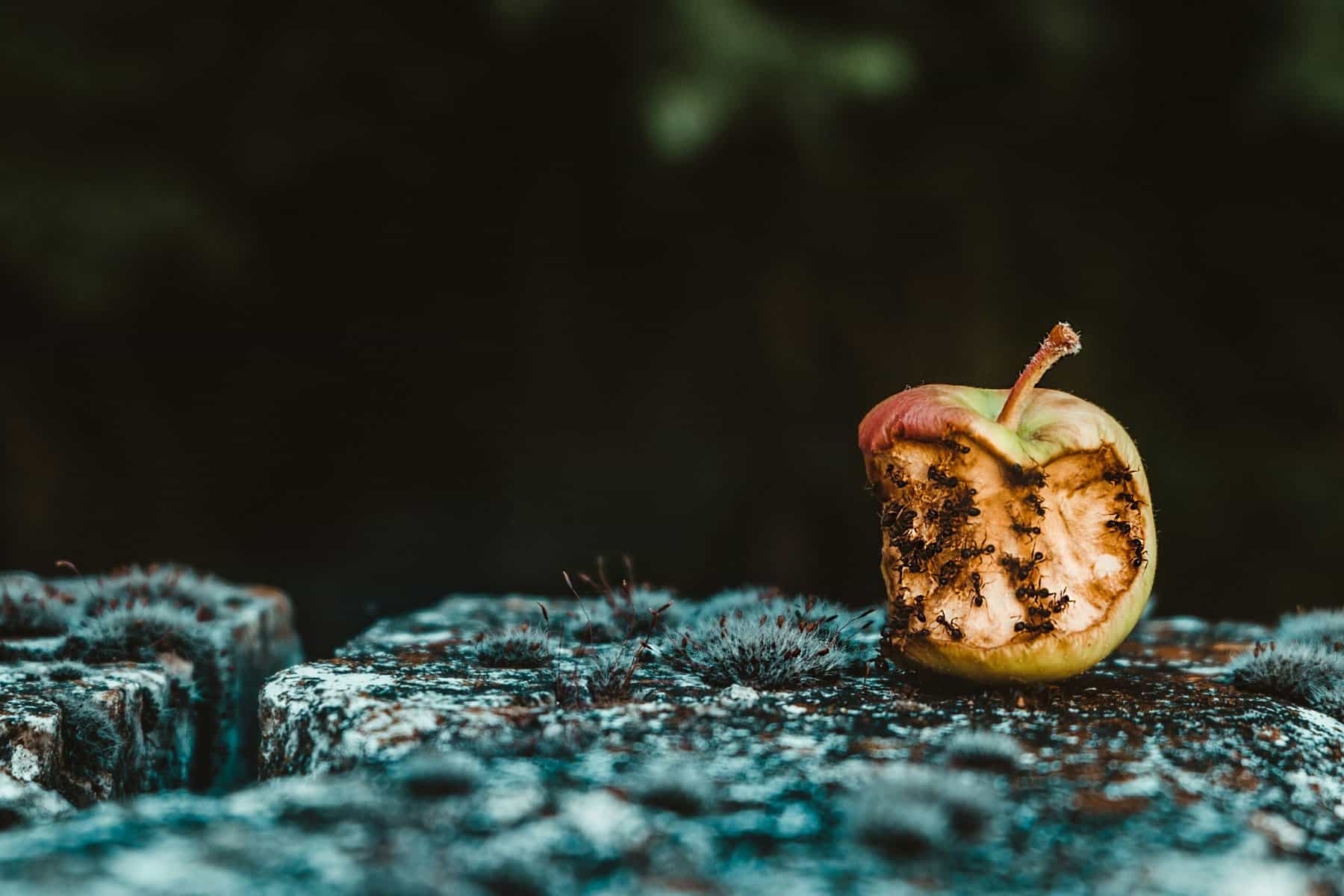 decomposing green apple covered in black ants