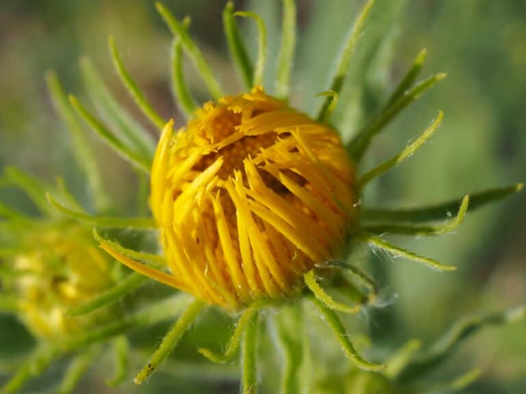 yellow flower still closed ready to open