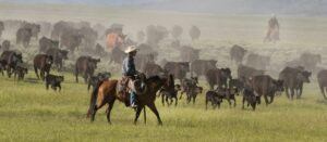 cowboy on horse rounding up cattle on prairie